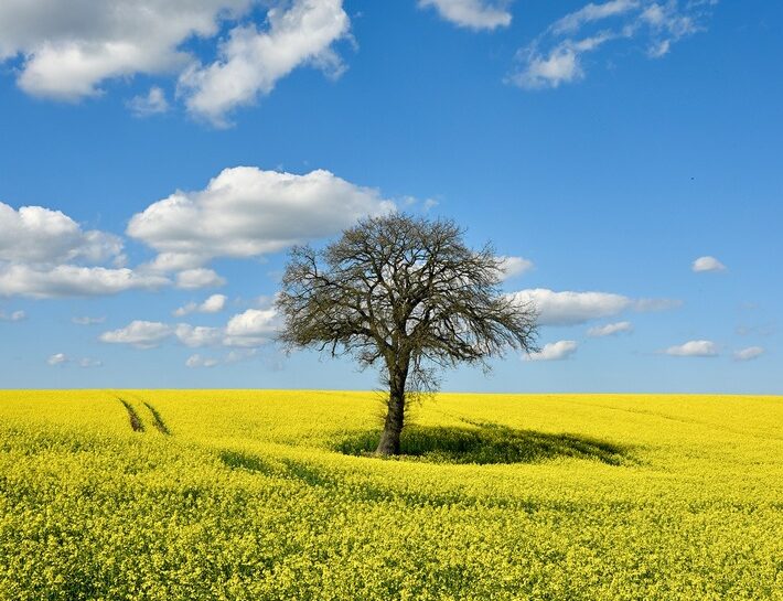 Rapsblüte 2026 / Regional erzeugt, vielseitig genutzt: Raps stärkt Versorgungssicherheit